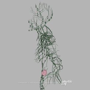 Male Lymphatic System 3D Model