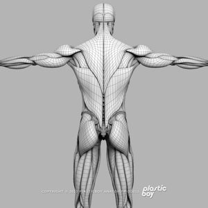 Male Muscular & Skeletal System 3D Model