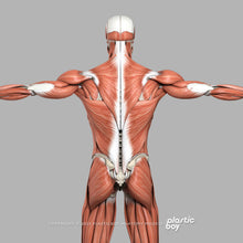 Load image into Gallery viewer, STANDARD Complete Male Anatomy PACK V9 2025
