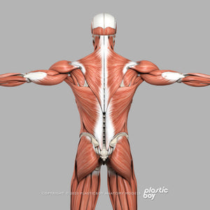 MAYA RIGGED Complete Male and Female Anatomy PACK V9