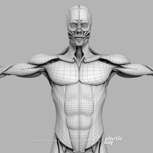 3DS MAX RIGGED Complete Male Anatomy PACK V9