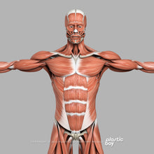 Load image into Gallery viewer, Male Muscular &amp; Skeletal System 3D Model
