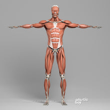Load image into Gallery viewer, Male Muscular &amp; Skeletal System 3D Model
