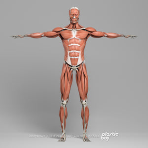 Male Muscular & Skeletal System 3D Model