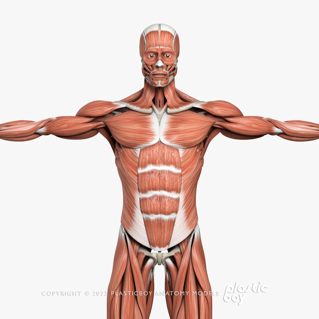 Male Muscular & Skeletal System 3D Model