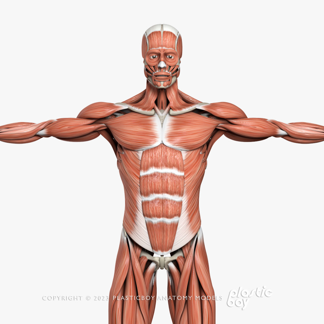 Male Muscular & Skeletal System 3D Model – Plasticboy Anatomy