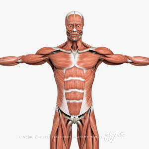 Male Muscular & Skeletal System 3D Model