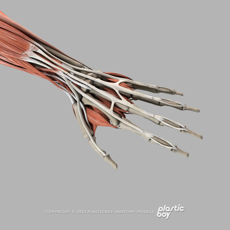 Male Muscular & Skeletal System 3D Model – Plasticboy Anatomy