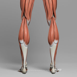 STANDARD Complete Male Anatomy PACK V9 2025