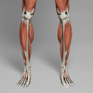 Male Muscular & Skeletal System 3D Model