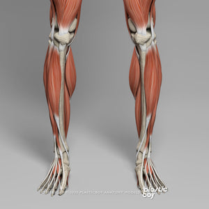 CINEMA 4D RIGGED Complete Male and Female Anatomy PACK V9