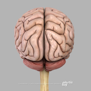 Male Nervous System 3D Model