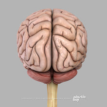 Load image into Gallery viewer, Male Brain 3D Model
