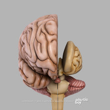 Load image into Gallery viewer, Male Nervous System 3D Model
