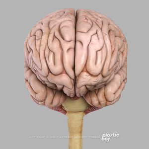 Male Nervous System 3D Model