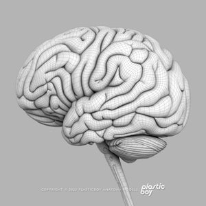 Male Nervous System 3D Model