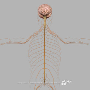 Male Nervous System 3D Model