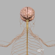 Load image into Gallery viewer, Male Nervous System 3D Model
