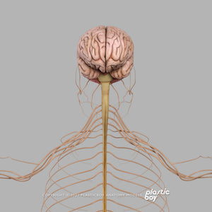 Male Nervous System 3D Model