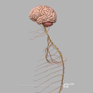 Male Nervous System 3D Model