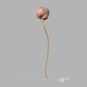 Male Nervous System 3D Model