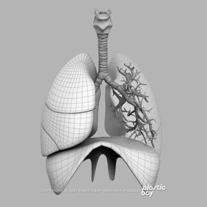 STANDARD Complete Male Anatomy PACK V9 2025