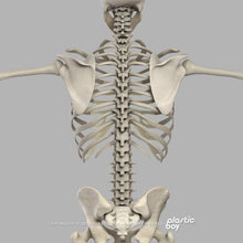 Load image into Gallery viewer, STANDARD Complete Male Anatomy PACK V9 2025
