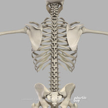 Load image into Gallery viewer, Male Skeletal System 3D Model
