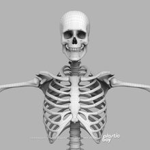 Load image into Gallery viewer, Male Skeletal System 3D Model

