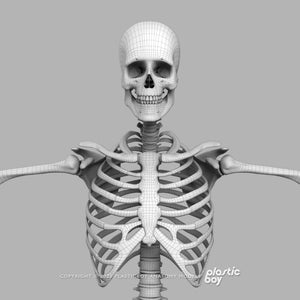 Male Skeletal System 3D Model