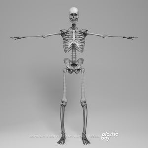 Male Muscular & Skeletal System 3D Model