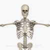 Male Skeletal System 3D Model