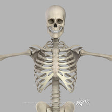 Load image into Gallery viewer, Male Skeletal System 3D Model

