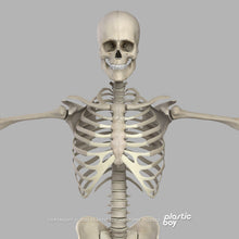 Load image into Gallery viewer, CINEMA 4D RIGGED Complete Male and Female Anatomy PACK V9
