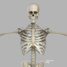 Load image into Gallery viewer, Male Muscular &amp; Skeletal System 3D Model
