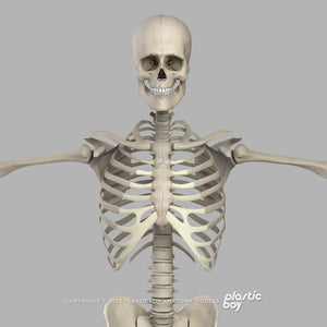 STANDARD Complete Male Anatomy PACK V9 2025