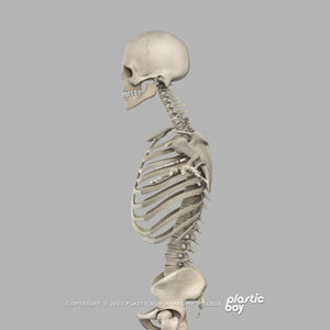 Male Skeletal System 3D Model