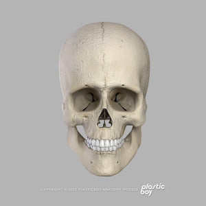 Male Muscular & Skeletal System 3D Model