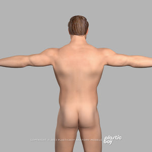 Male Integumentary (Skin) System 3D Model