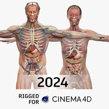 Load image into Gallery viewer, CINEMA 4D RIGGED Complete Male and Female Anatomy PACK V9
