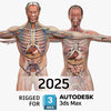 3DS MAX RIGGED Complete Male and Female Anatomy PACK V9 2025