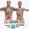 MAYA RIGGED Complete Male and Female Anatomy PACK V9 2025