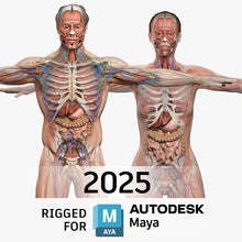 Load image into Gallery viewer, MAYA RIGGED Complete Male and Female Anatomy PACK V9 2025
