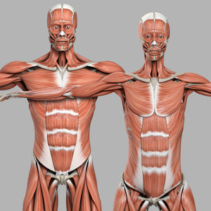 CINEMA 4D RIGGED Complete Male and Female Anatomy PACK V9