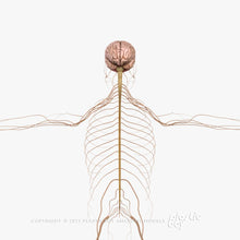 Load image into Gallery viewer, Male Nervous System 3D Model
