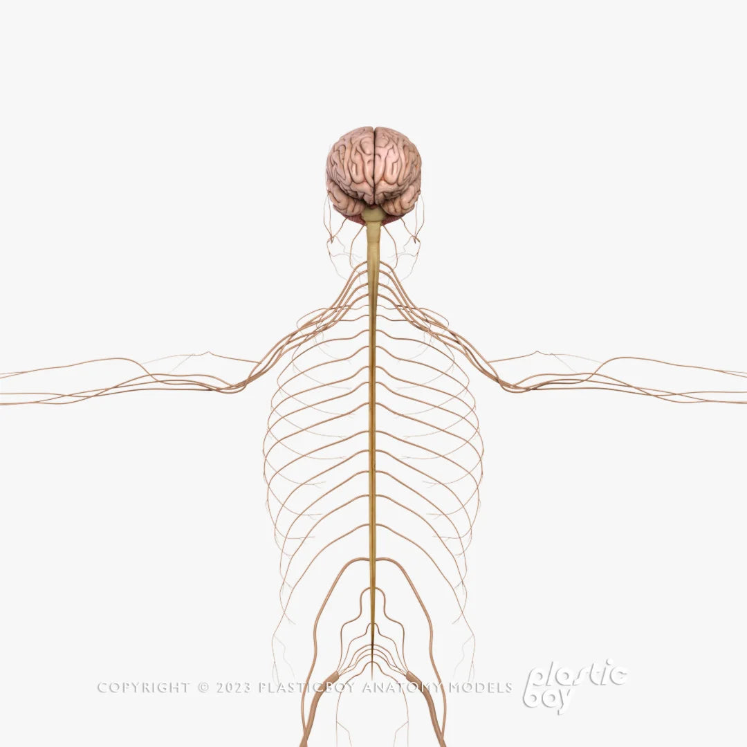 Male Nervous System 3d Model Plasticboy Anatomy