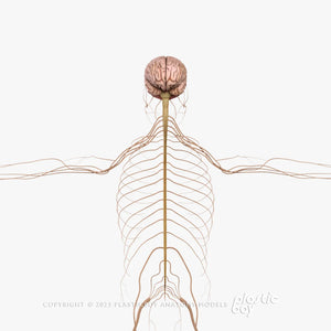 Male Nervous System 3D Model