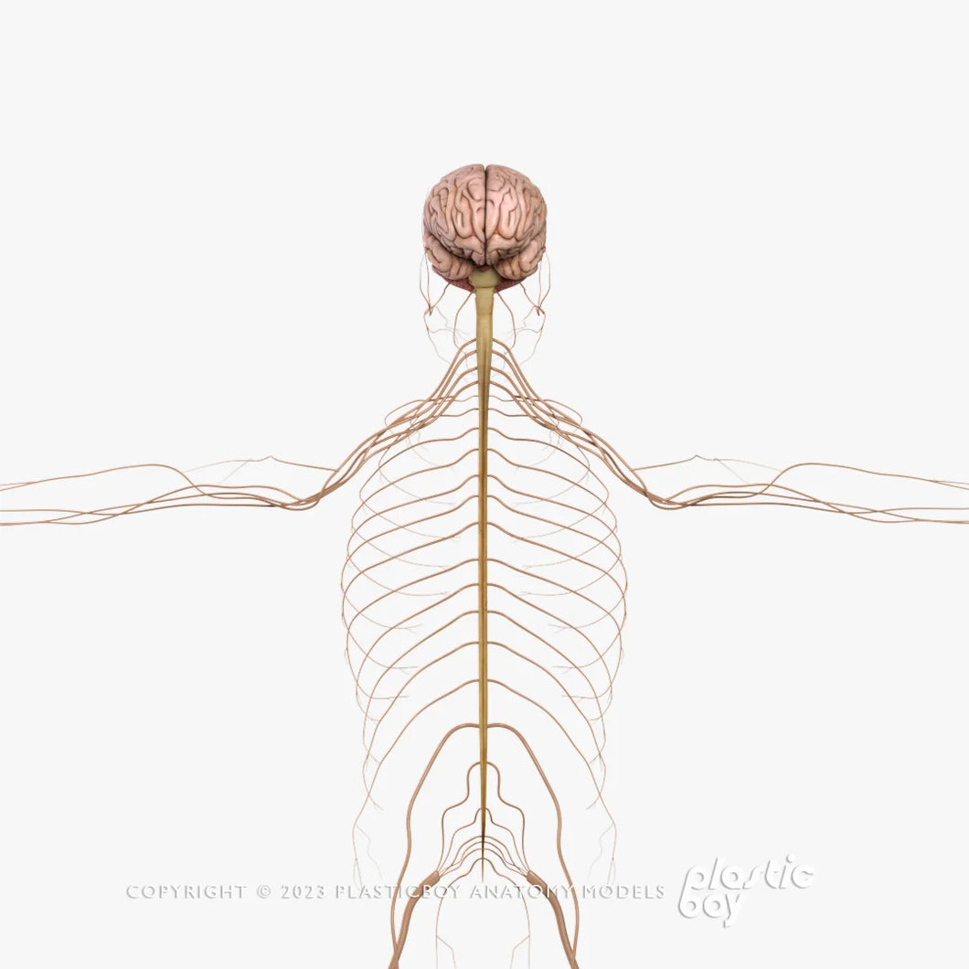 Male Nervous System 3D Model