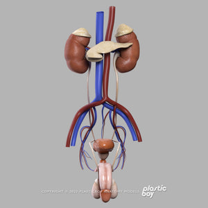 Male Urinary, Reproductive and Endocrine Systems 3D Model