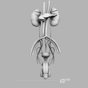 Male Urinary, Reproductive and Endocrine Systems 3D Model